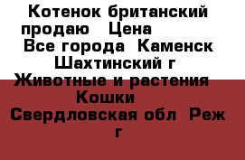 Котенок британский продаю › Цена ­ 3 000 - Все города, Каменск-Шахтинский г. Животные и растения » Кошки   . Свердловская обл.,Реж г.